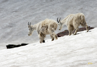 Mountain Goats Glacier N. P. 3908